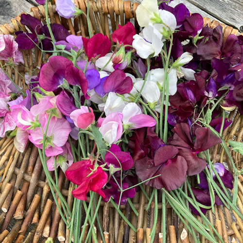 Piselli odorosi appena recisi rosa, bianchi, viola e bordeaux su un cesto di vimini