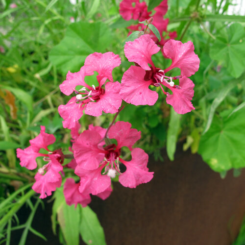Clarkia (Clarkia elegans) con fiori rosa intenso