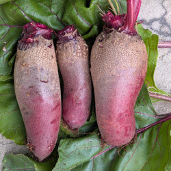 Barbabietole rosse allungate appena raccolte sulle loro foglie