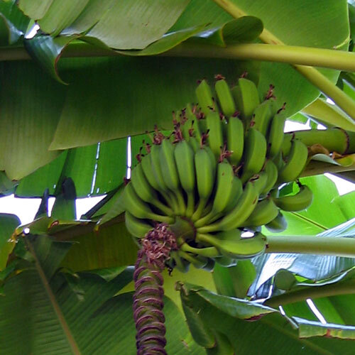 Banano con banane verdi ancora acerbe e infiorescenza