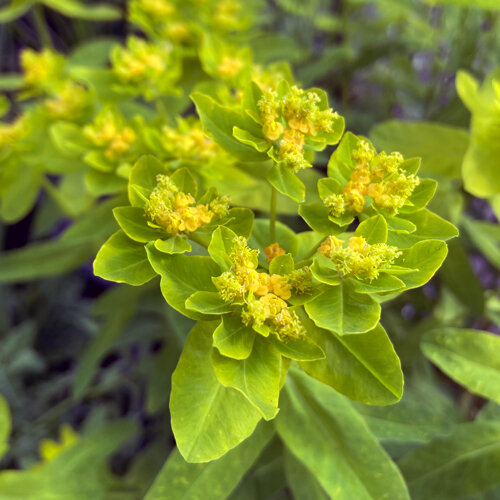 Euforbia policroma con brattee verde-giallo e piccoli fiori gialli