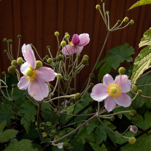 Anemone giapponese (Anemone hupehensis) con fiori rosa e boccioli tondi