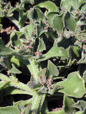 Erba cristallina (Mesembryanthemum crystallinum) con foglie carnose e luccicanti