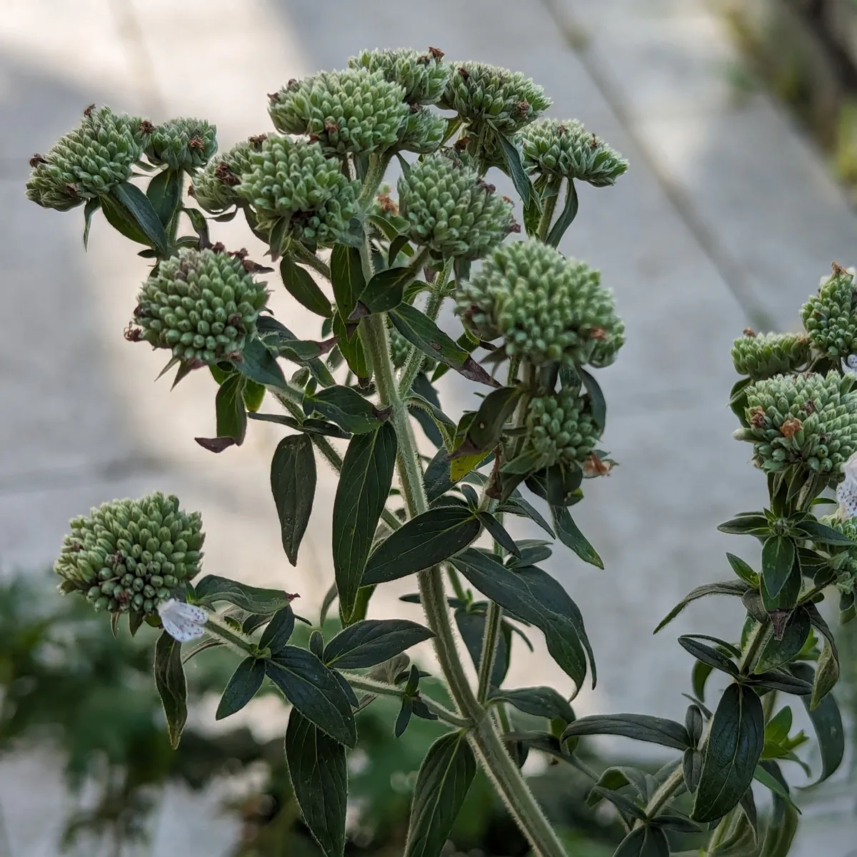 Amerikanische Bergminze (Pycnanthemum pilosum) Bio Saatgut