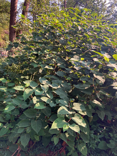 Poligono del Giappone (Fallopia japonica)