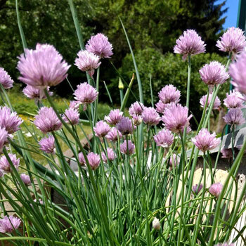 Erba cipollina (Allium schoenoprasum) in fiore con capolini viola
