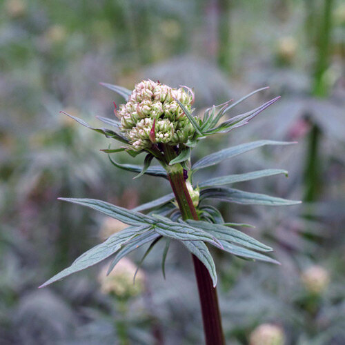 Boccioli di valeriana comune (Valeriana officinalis) su uno stelo rossastro