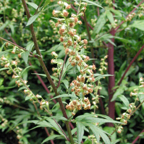 Artemisia (Artemisia vulgaris) in fiore con piccoli capolini rossastri