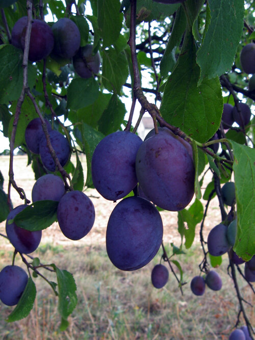 Susine blu mature sull'albero
