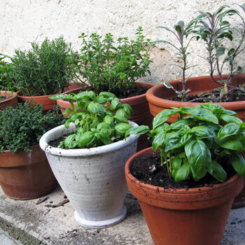 Erbe aromatiche come il basilico in vasi di terracotta vicino a un muro