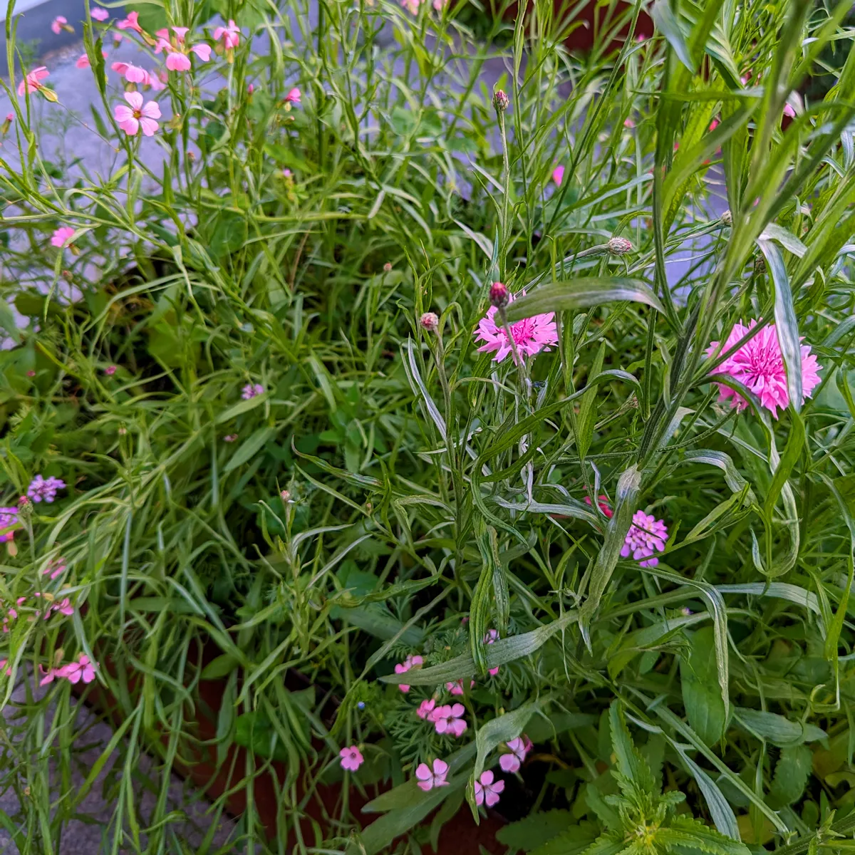 Sommerblumen in Rosa (diverse Arten & Sorten) Saatgutmix