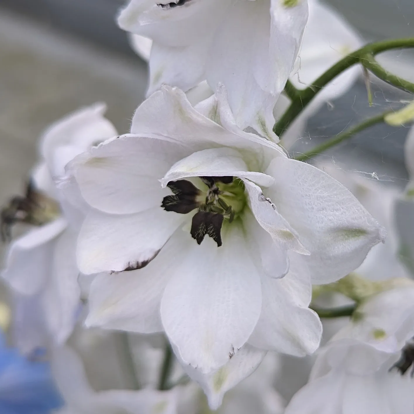 Pazifischer Hoher Rittersporn 'Magic Fountains-White, Dark Bee' (Delphinium cultorum) Samen