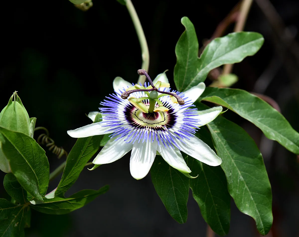 Rampicanti commestibili