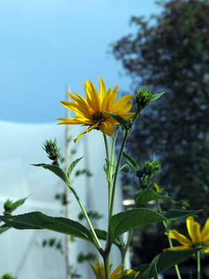 Fiore di topinambur