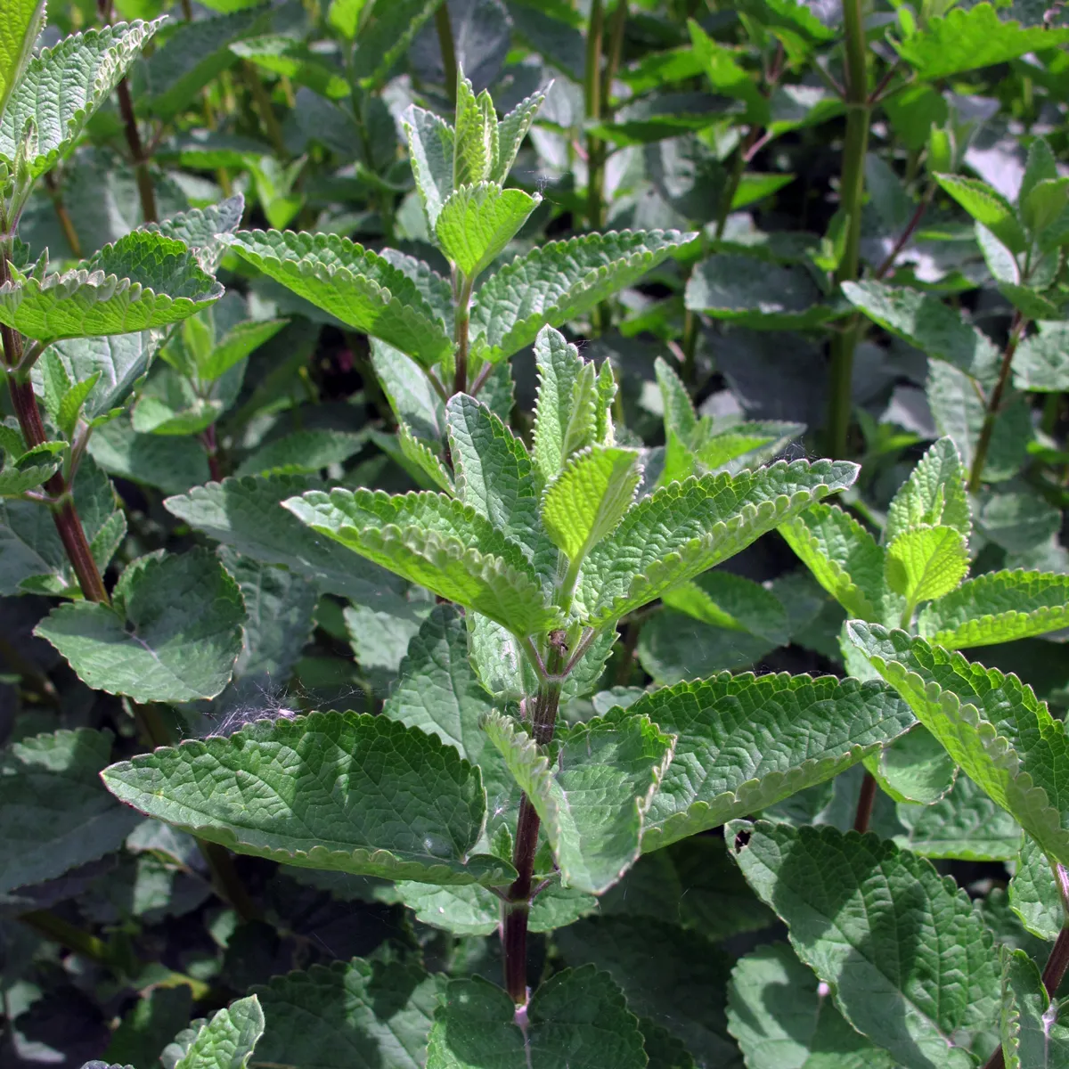 Katzenminze (Nepeta cataria) Bio Saatgut