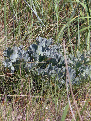 Cavolo marino (Crambe maritima) con foglie verde azzurro ondulate tra le erbe delle dune