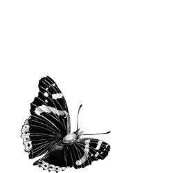 Disegno di una farfalla