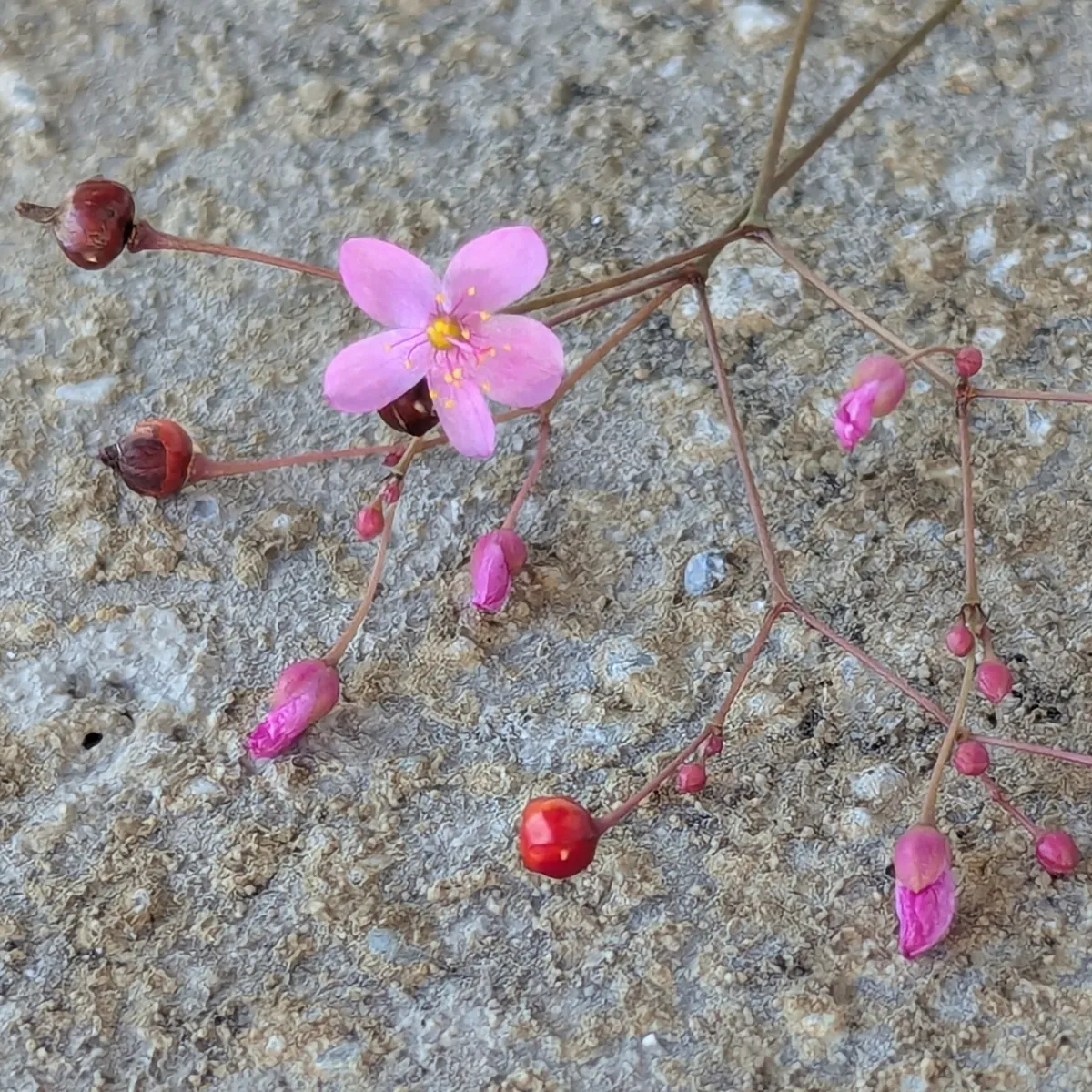 Erd-Ginseng (Talinum paniculatum) Samen