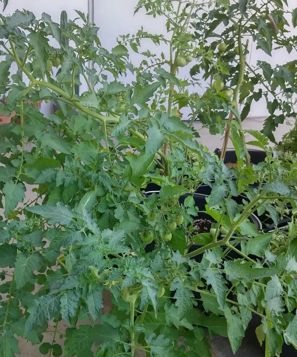 Frühe Cocktailtomate 'Whippersnapper' (Solanum lycopersicum) Samen