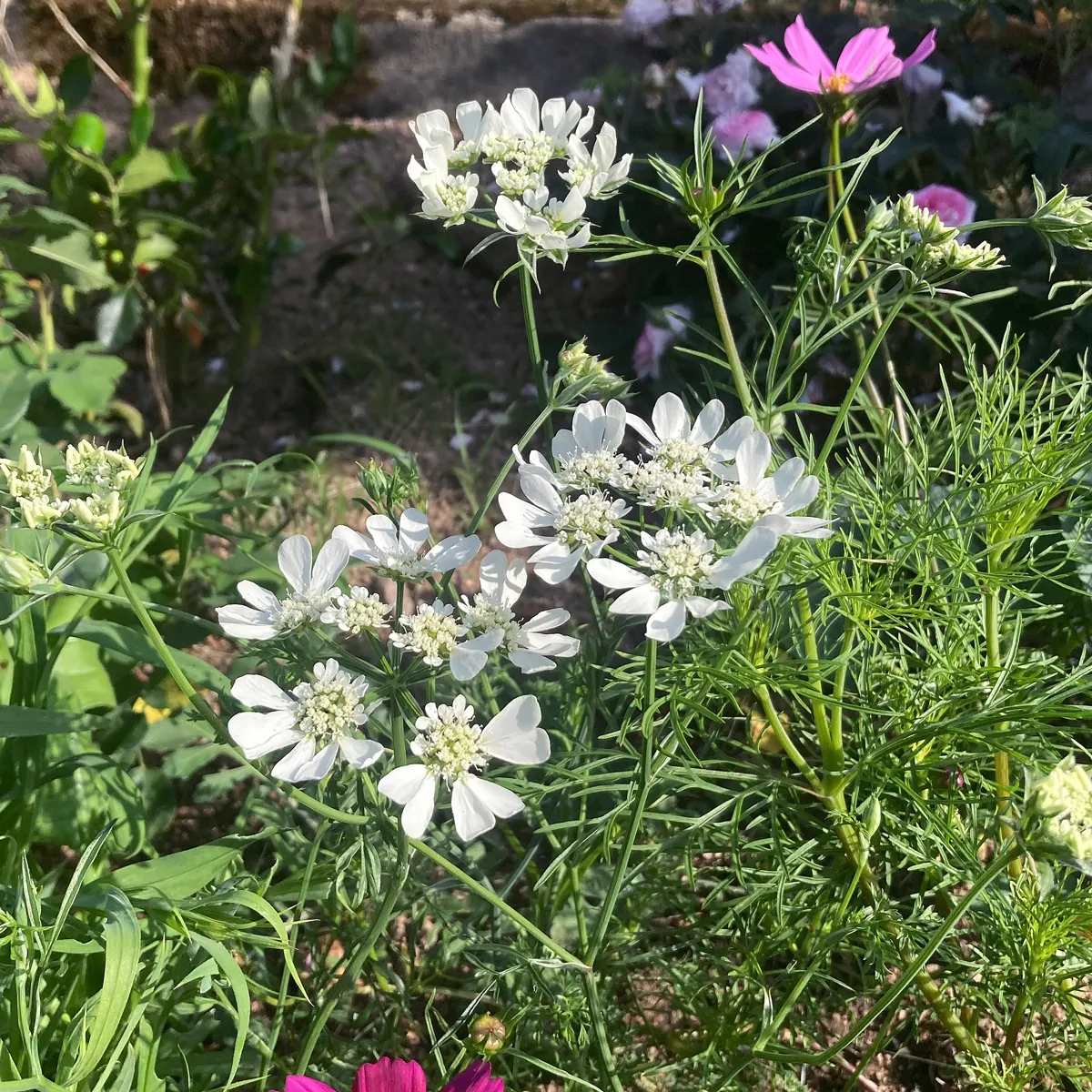 Strahlen-Breitsame / Strahlendolde (Orlaya grandiflora) Samen