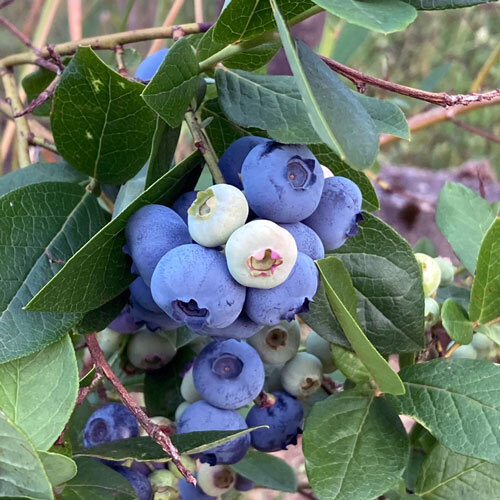 Mirtillo gigante americano (Vaccinium corymbosum) con bacche blu mature e bacche chiare acerbe