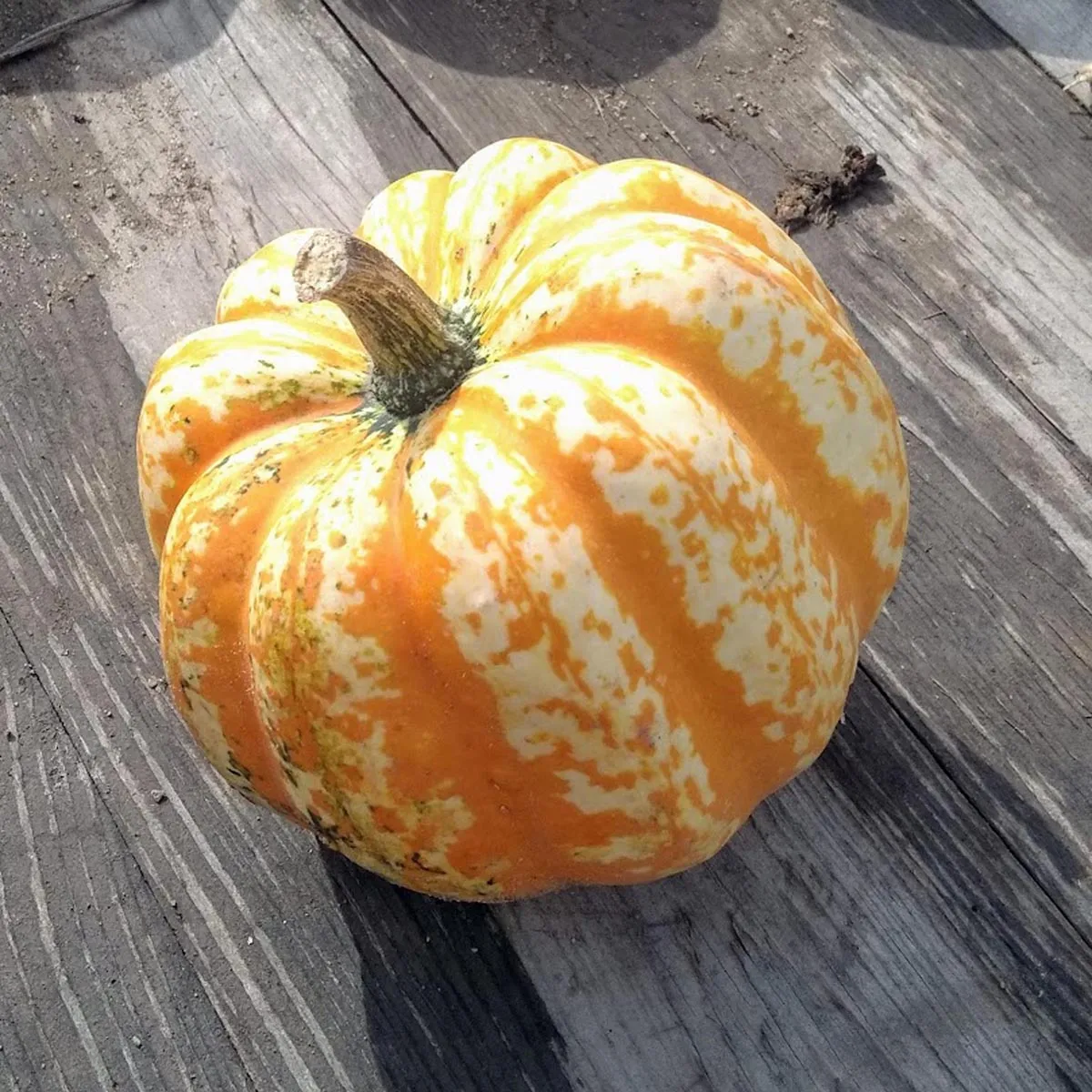 Eichel-Kürbis 'Gill's Golden Pippina' (Cucurbita pepo) Samen