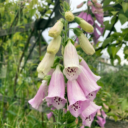 Digitale (Digitalis purpurea) con fiori a campana rosa chiaro punteggiati all’interno
