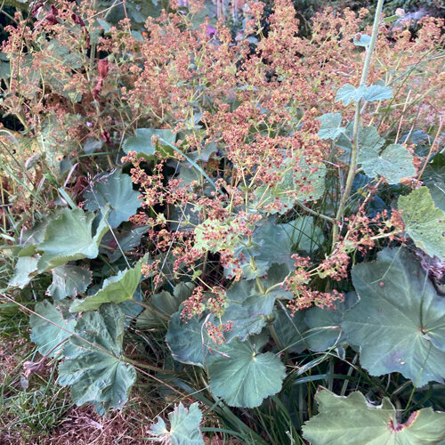 Alchemilla sfiorita con infiorescenze brunastre prima della potatura