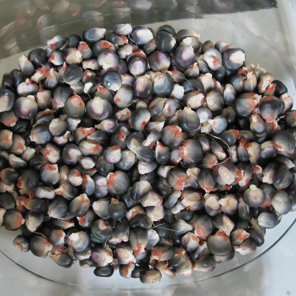 Mais 'Oaxacan Green' (Zea mays) Samen