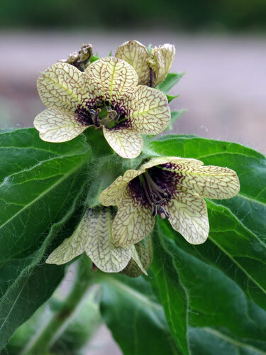 Giusquiamo nero (Hyoscyamus niger) con fiori giallastri venati di viola