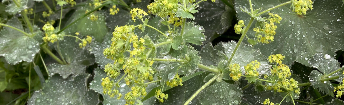 Alchemilla in fiore