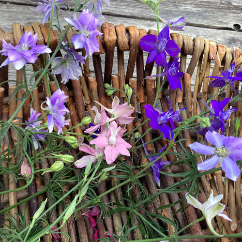 Speronella con fiori viola, lilla e rosa su un cesto di vimini
