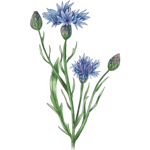 Fiordalisi