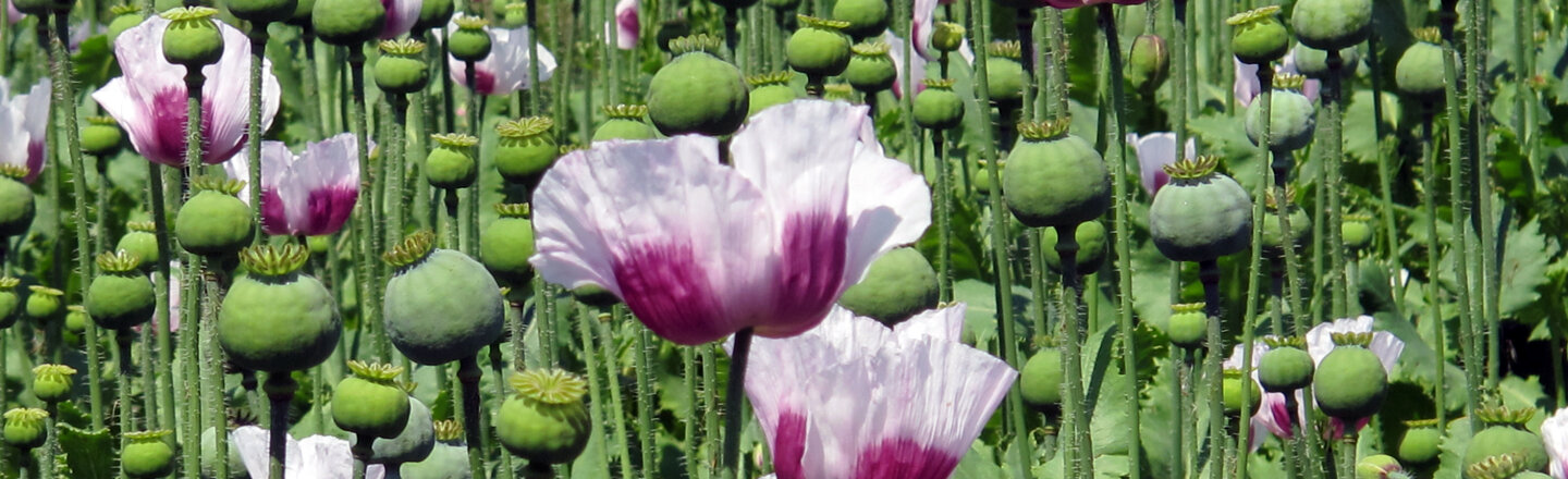 Campo di papaveri