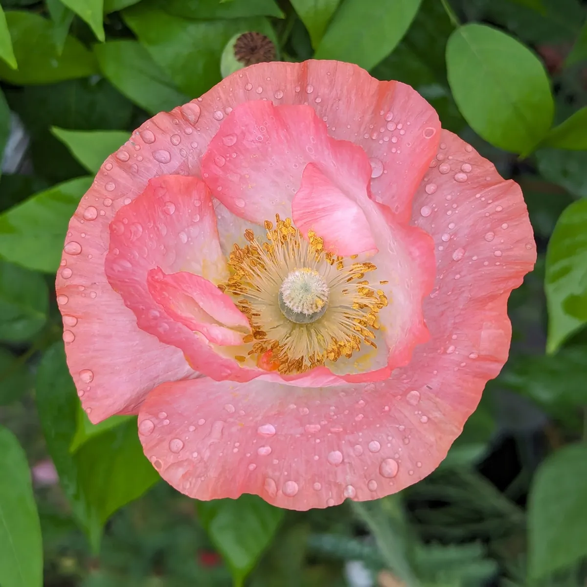 Seidenmohn-Mix 'Shirley' (Papaver rhoeas) Samen