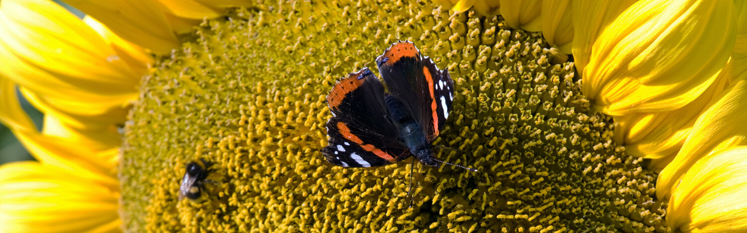 Particolare di un fiore di girasole con farfalla e ape