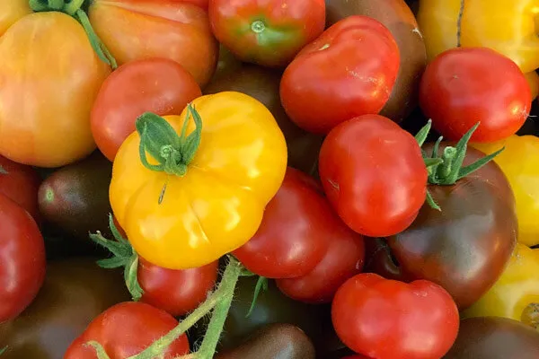 Pomodori rossi e gialli