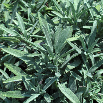 Salvia comune (Salvia officinalis) con foglie grigioverdi vellutate