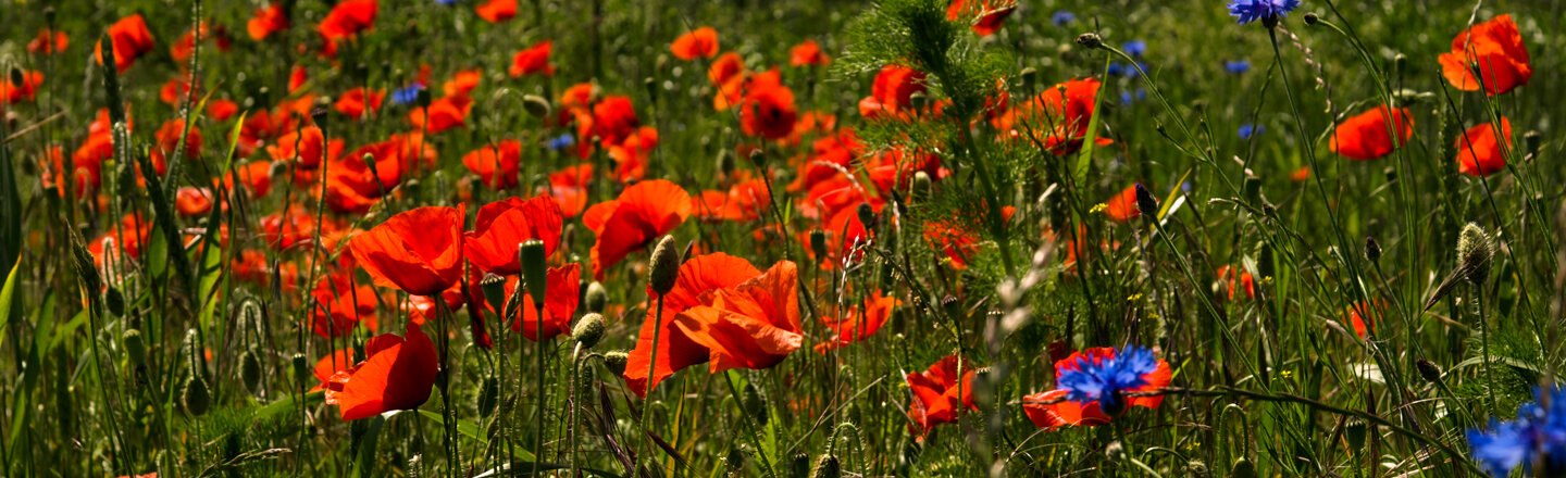 Prato di papaveri comuni