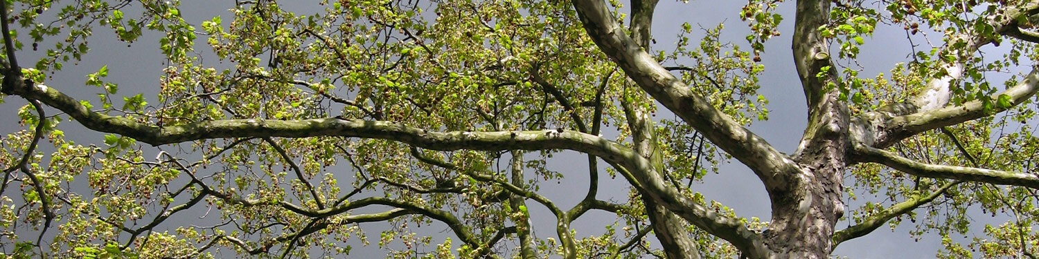 Sguardo nella chioma di un albero