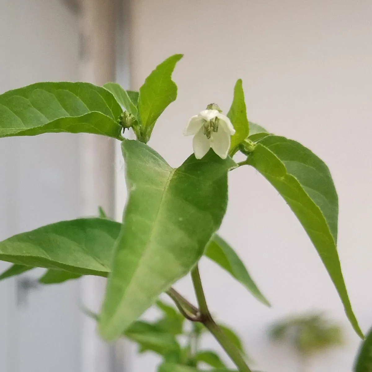 Wildchili 'Chacoense' (Capsicum chacoense) Samen