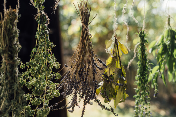 Mazzetti di erbe aromatiche, tra cui lavanda, appesi a testa in giù ad essiccare