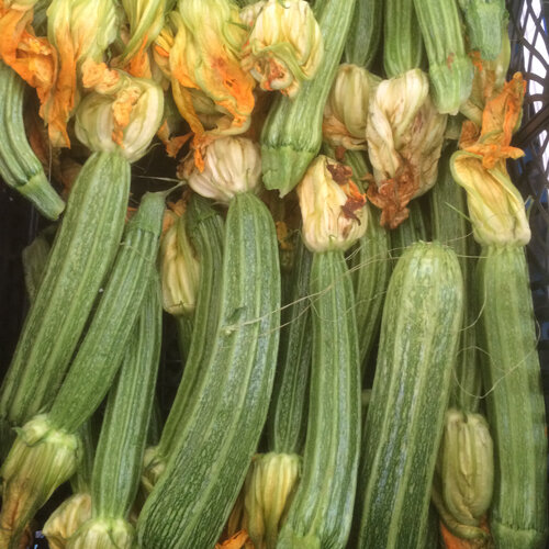 Zucchine striate verde chiaro appena raccolte, con i fiori