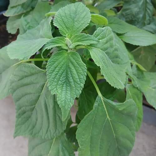 Giovane pianta di chia messicana (Salvia hispanica) con foglie dentate