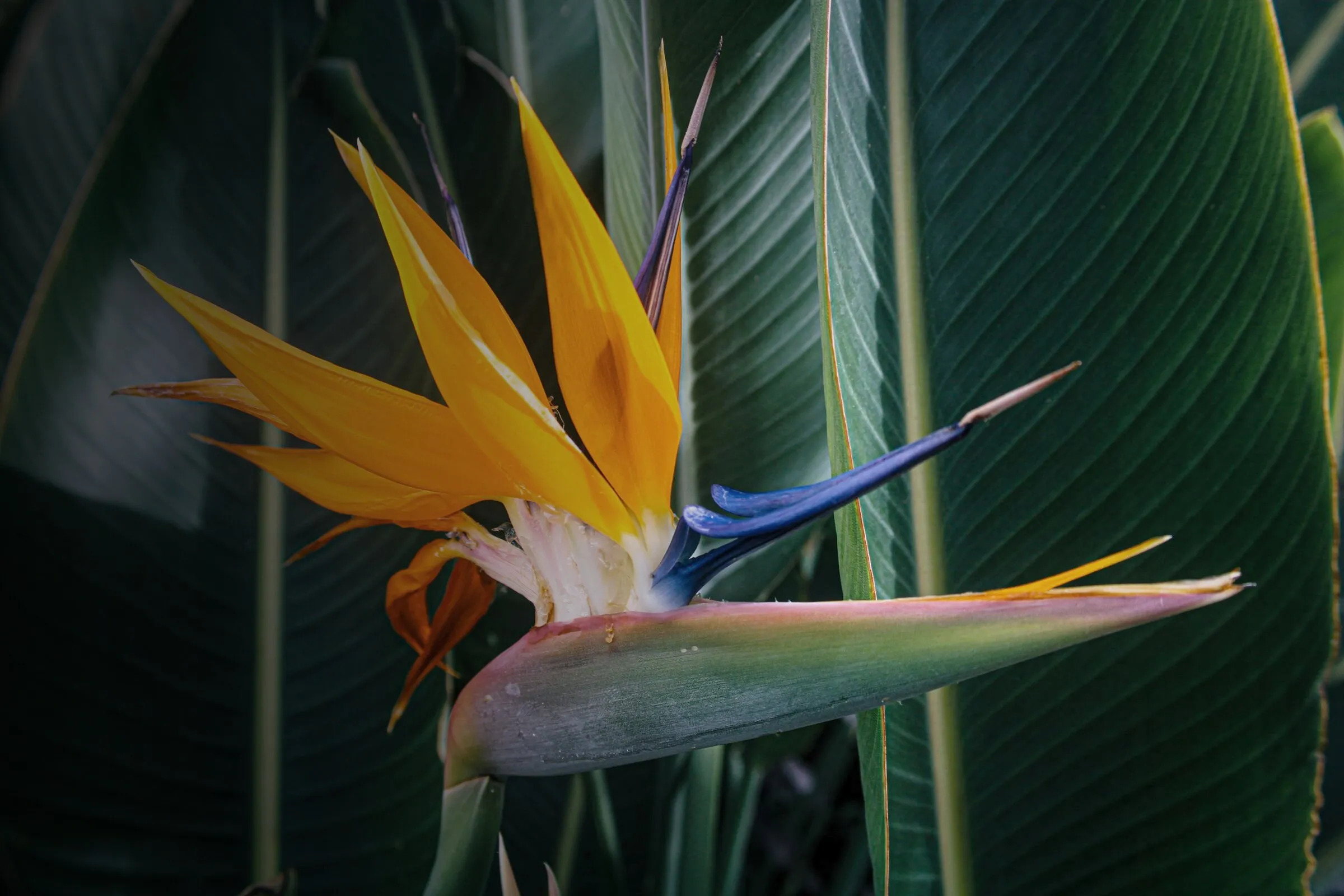 Blüte der Paradiesvogelblume vor dunklen Blättern