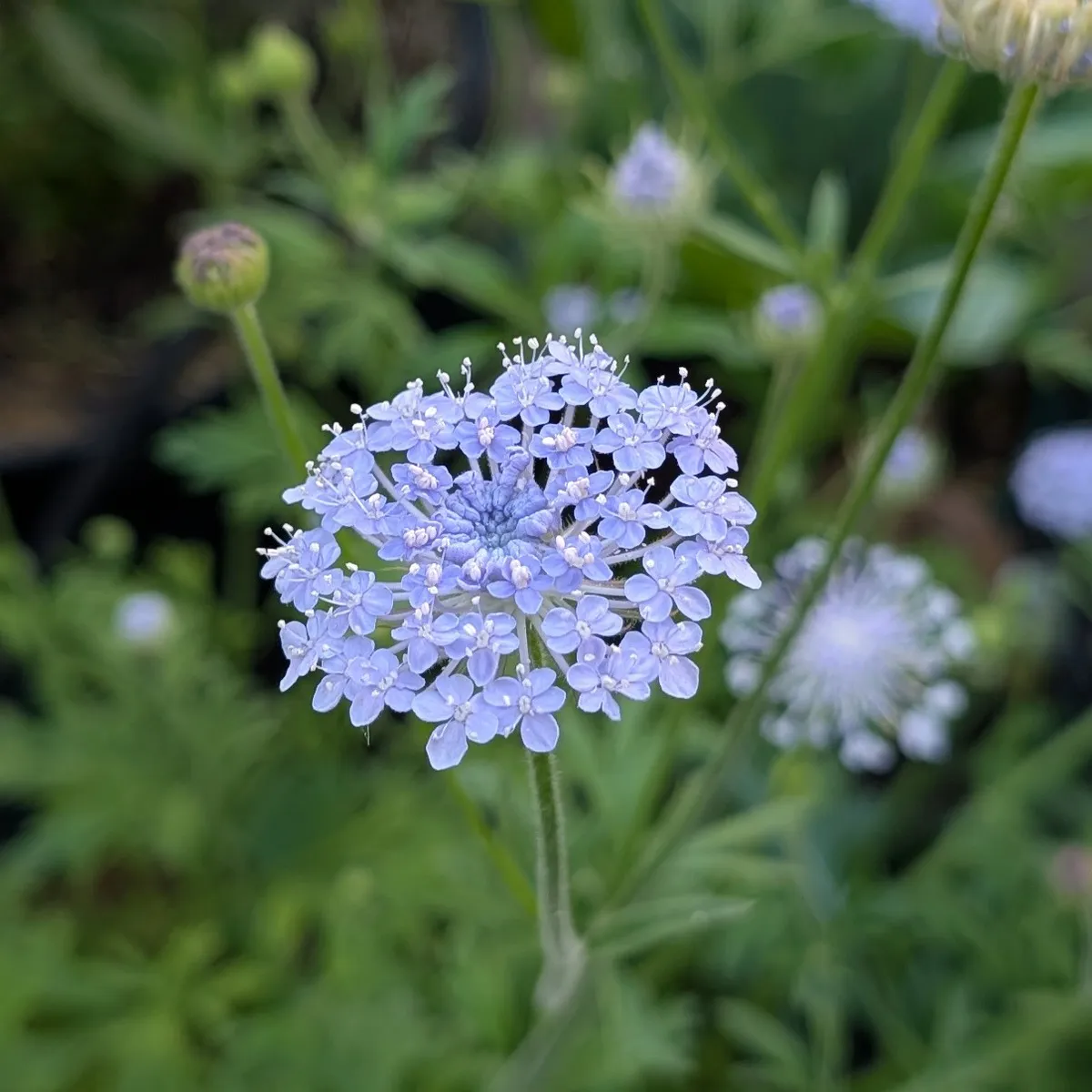 Blaudolde (Trachymene coerulea) Samen