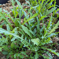 Giovani piantine di rucola con foglie strette e lobate