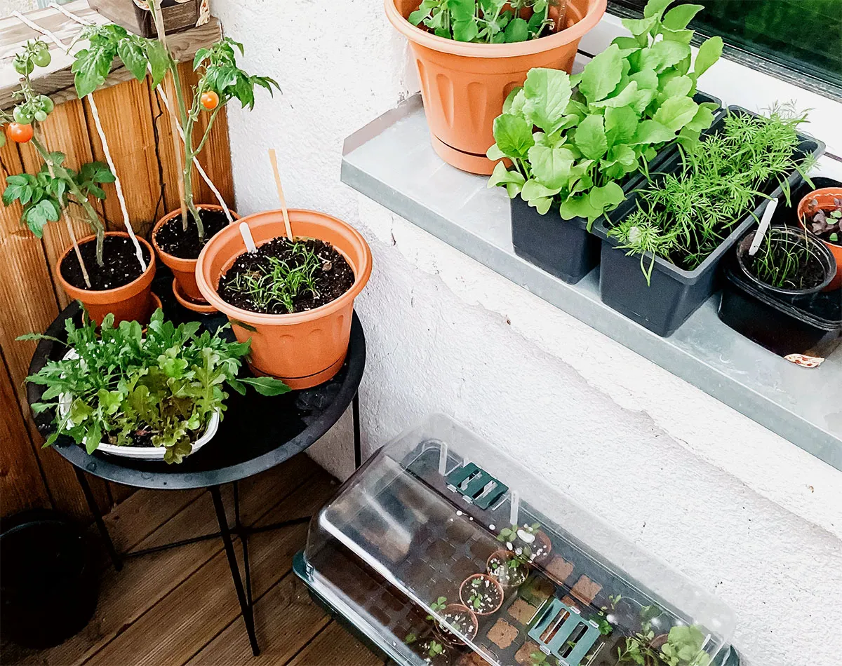 Semi di ortaggi da balcone