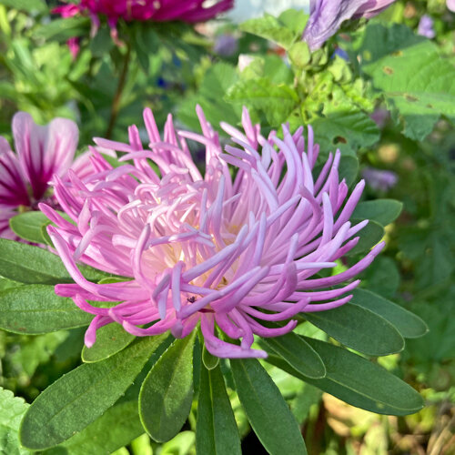 Astro della Cina (Callistephus chinensis) con petali rosa sottili