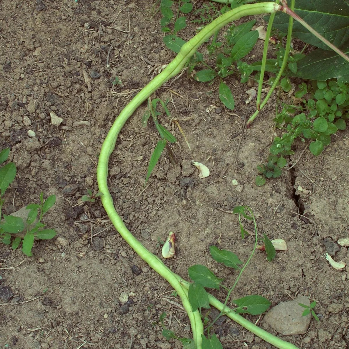 Schlangenbohne / Spargelbohne / Meterbohne (Vigna unguiculata subsp. sesquipedalis) Samen